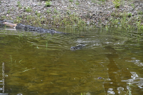 River otter swiming