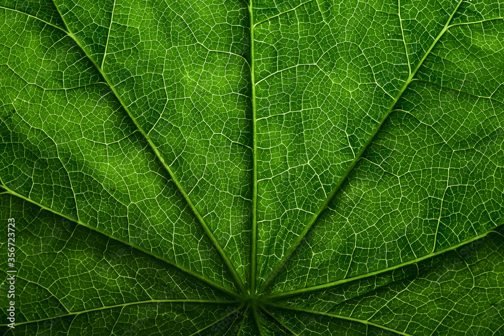 Fototapeta Closeup leaf texture. Abstract natural floral background Selective focus, macro