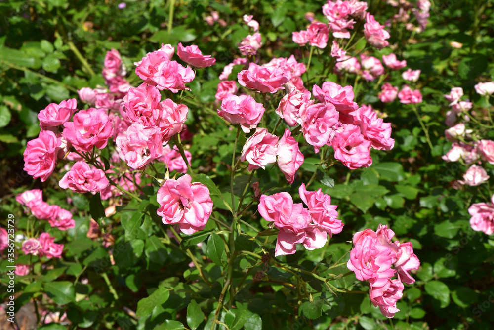Rosier rose en fleurs au printemps Rosier rose en fleurs au printemps