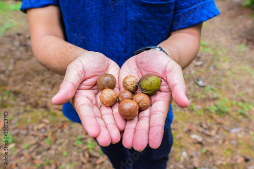 Fresh macadamia nut in the hands of people