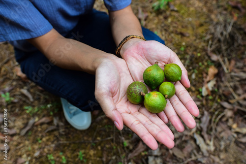 Fresh macadamia nut in the hands of people