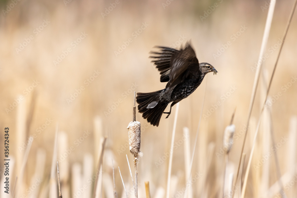 Obraz premium Female Redwing Black Bird