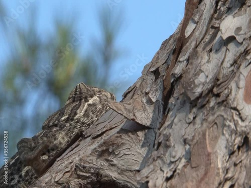 Cameleon on pine