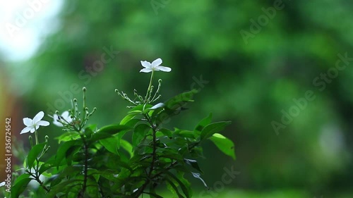 Small white flowers and green leaves in the rain
