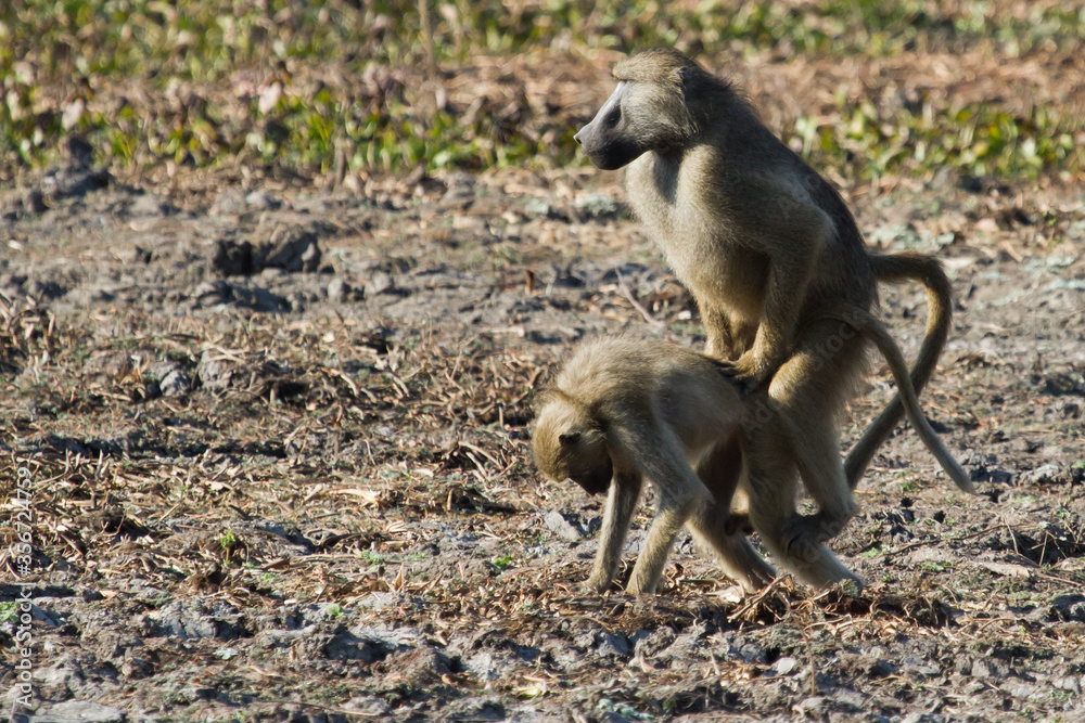 Chacma baboon couple mating in Mana Pools Zimbabwe Africa
