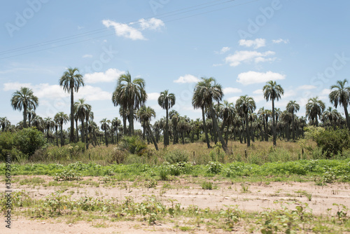 Field of butia palm trees, in Rocha, Uruguay photo