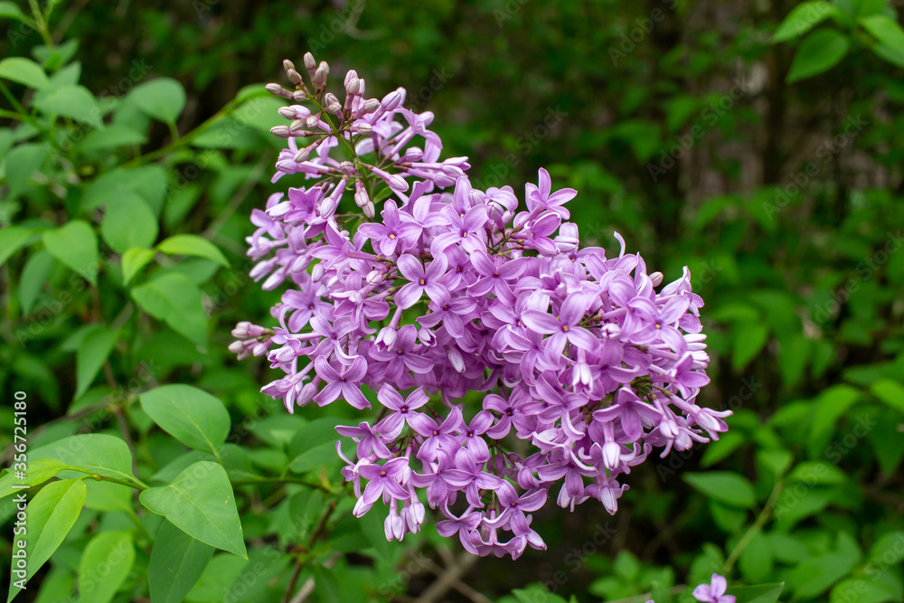 Close up view of a beautiful purple Chinese lilac cluster with dark green leaf background and copy space Close up view of a beautiful purple Chinese lilac cluster with dark green leaf background and copy space