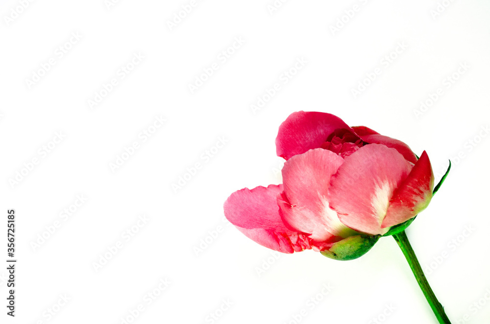 Pink blooming bud with copy space. Peony flower isolated on white background.