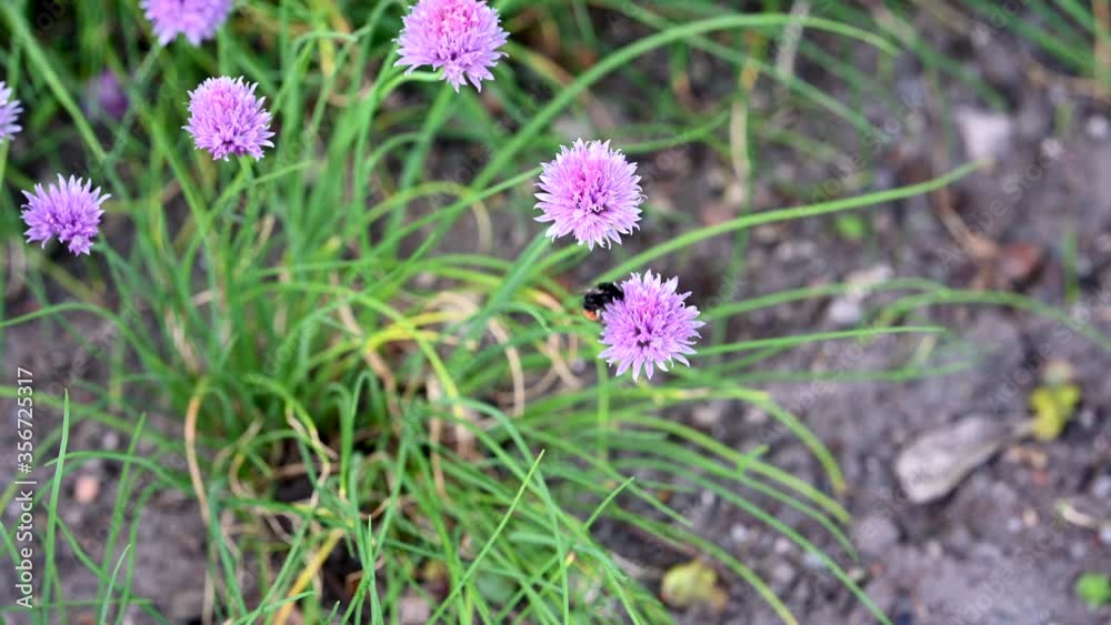 Bumblebee inspects a chive blossoms then flies away Bumblebee inspects a chive blossoms then flies away