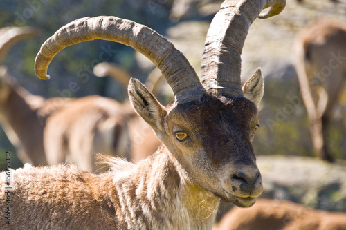 Capra pyrenaica en sierra de Gredos    vila  Espa  a