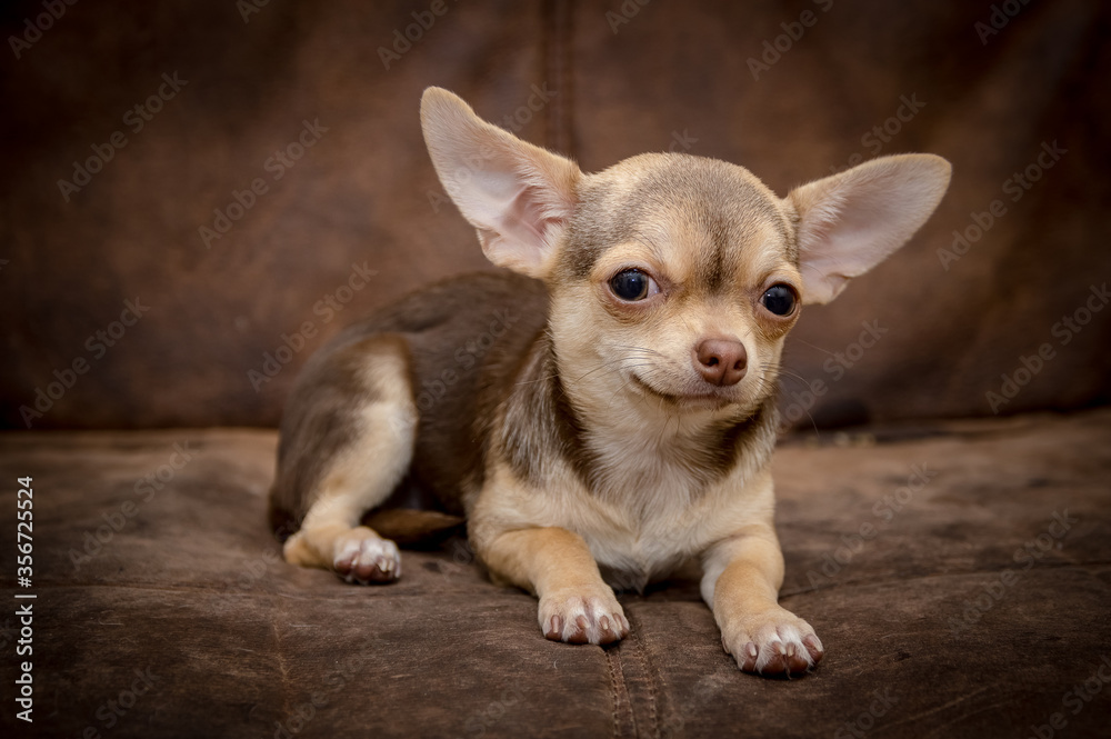 Chihuahua puppy dog Chihuahua puppy dog