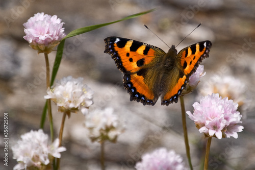 mariposa colorida posada en una flor