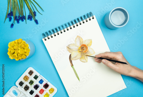 Woman painting yellow narcissus in watercolor notepad with brush on blue background, color box, grape hyacinth and coltsfoot top view workshop studio concept