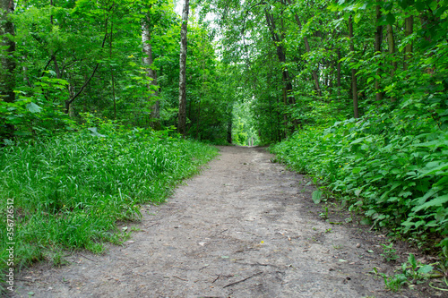 A road running through a green forest.