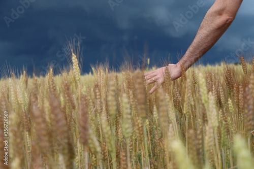 hand holding wheat