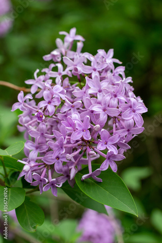 Close up view of a beautiful purple Chinese lilac cluster with dark green leaf background and copy space