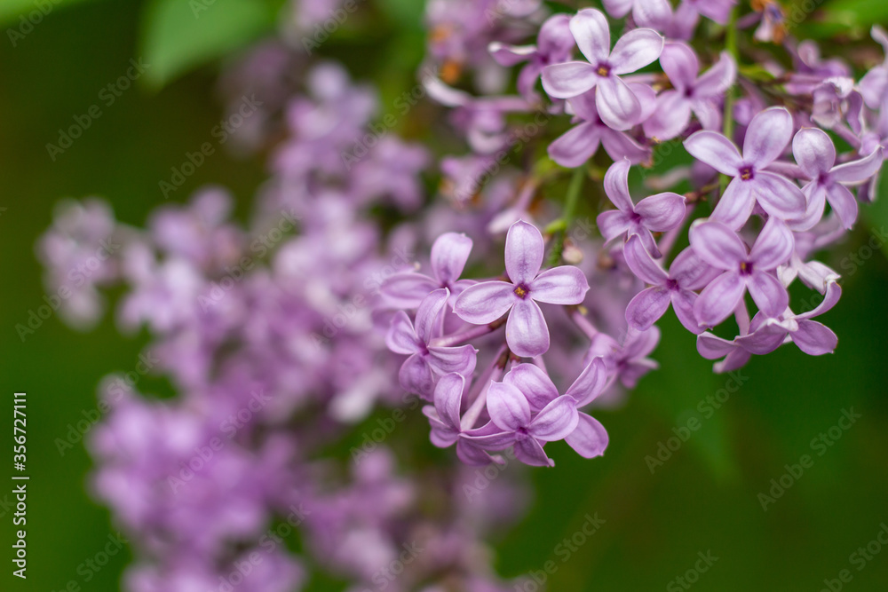 Close up view of a beautiful purple Chinese lilac cluster with dark green leaf background and copy space Close up view of a beautiful purple Chinese lilac cluster with dark green leaf background and copy space