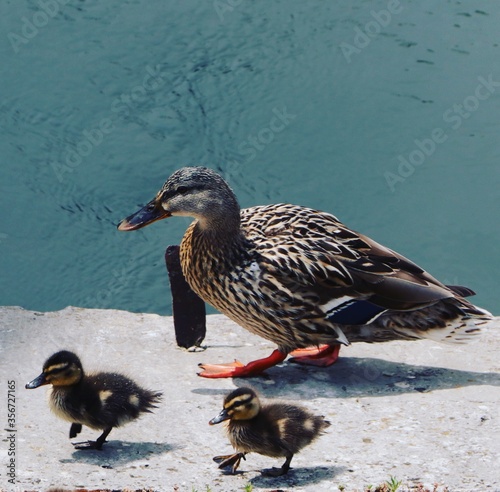 duck on the water photo