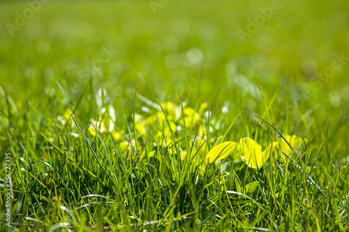 Green Grass Abstract natural backgrounds 