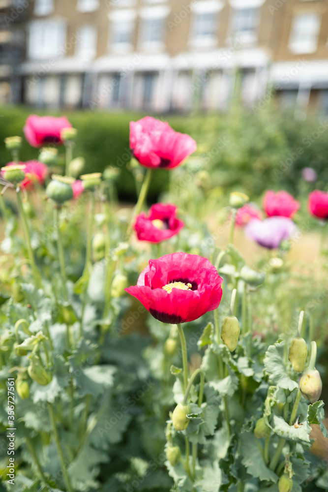 Obraz premium Pink poppies in an urban setting front of a building