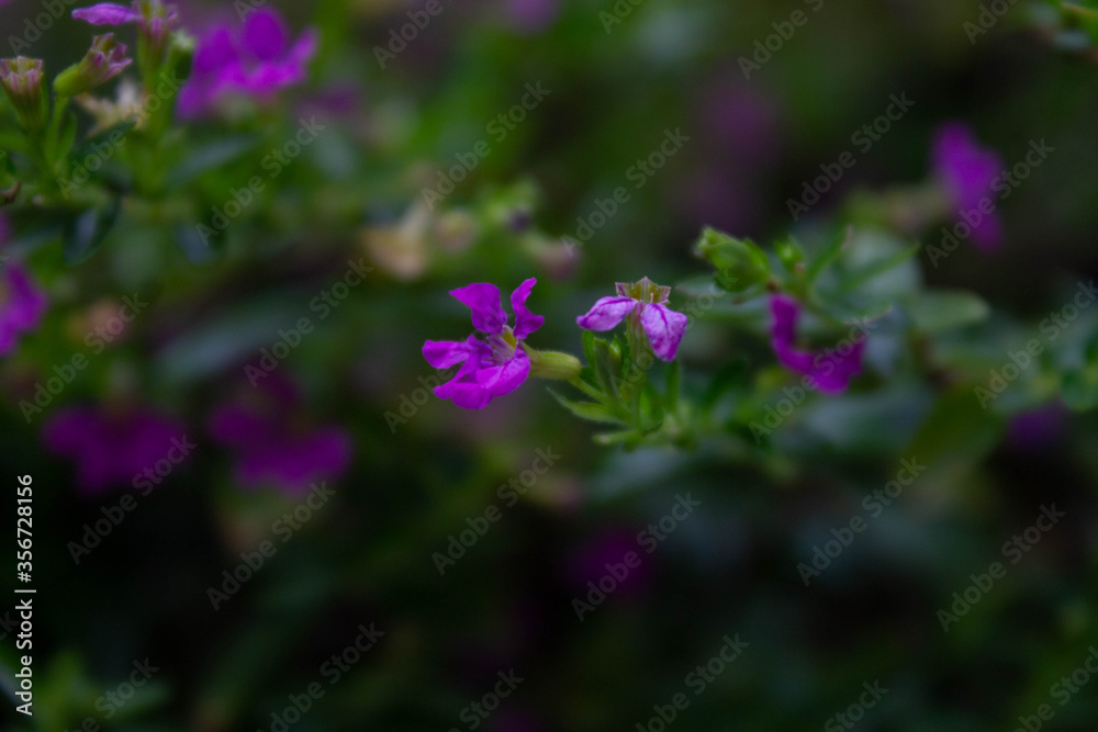 Fototapeta premium Garden