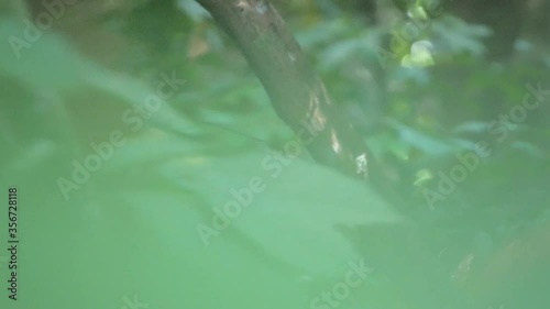 Wild orangutan baby holding on to mother orangutan in Bukit Lawang, Sumatra, Indonesia photo