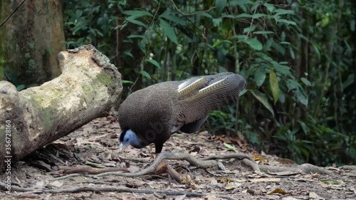 Male Great Argus feeding on the forest floor in rainforest in Bukit Lawang, Sumatra, Indonesia photo