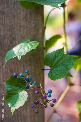 Ampelopsis glandulosa leaves and colored berries close up. photo