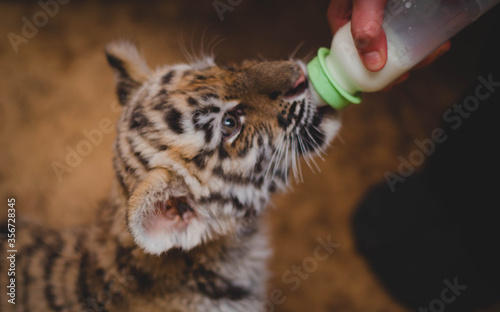 Tiger cub is sung from a baby's nipple with milk. Predator feeding photo