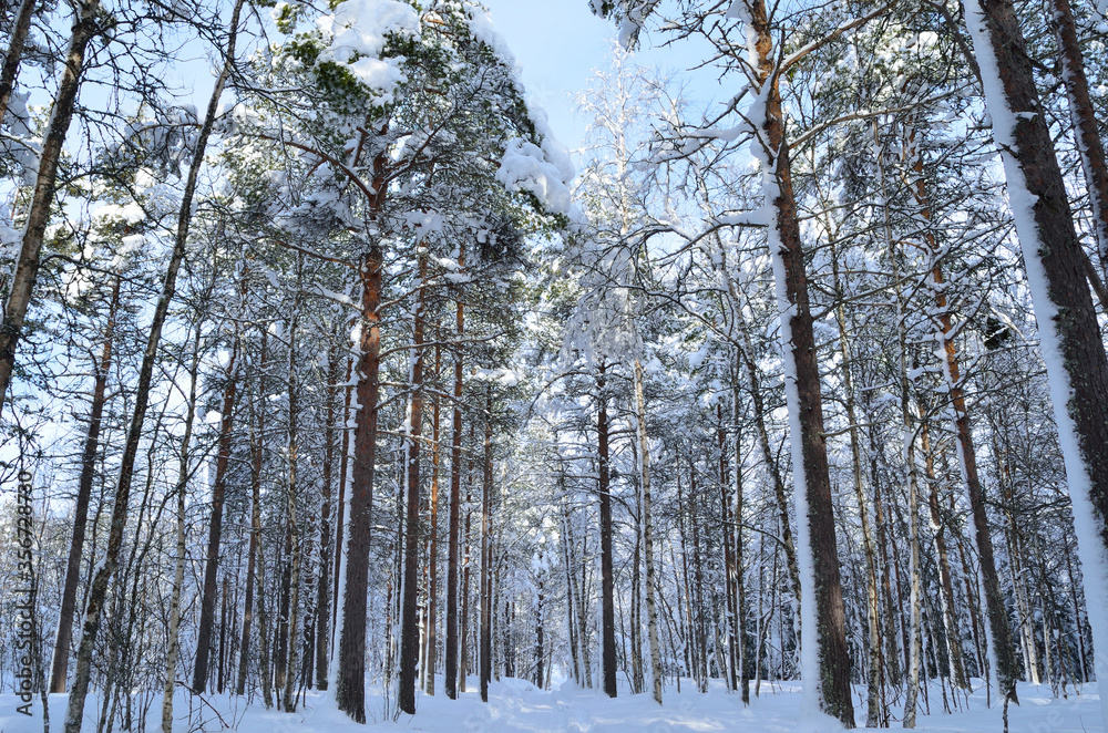 Fototapeta premium sunny and snowy pine tree forest with small snowy forest road