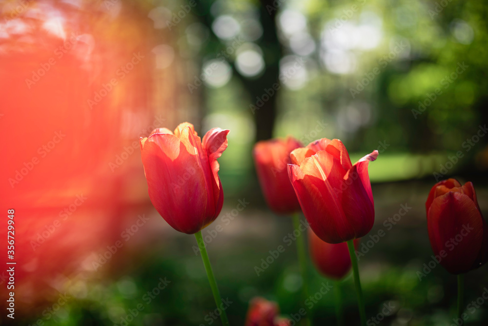 Red Tulips