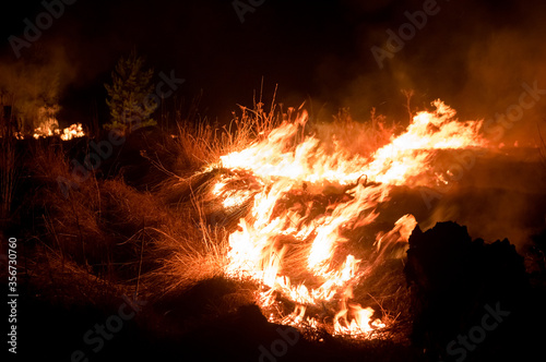 night fire in the forest