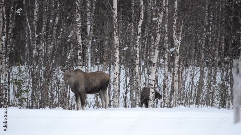 moose and calf feeding in birch tree forest in winter moose and calf feeding in birch tree forest in winter