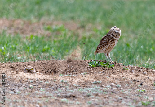 Burrowing owl