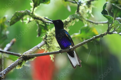 A beautifully coloured hummingbird sits perched on a tree branch, Mashpi Cloud-forest, Ecuador.