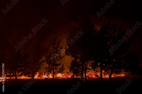 night fire in the forest