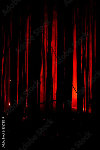 night fire in the forest