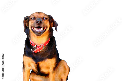 Dog looking happy isolated on white background.
