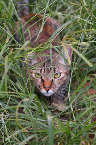 Tabby cat in the wild