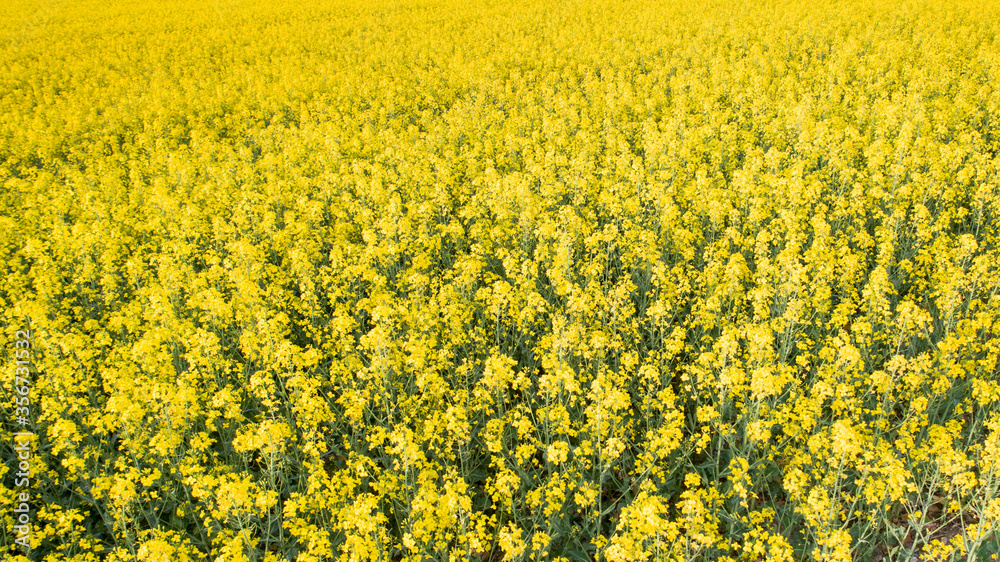 Aerial View of the yellow flower fields in the canton of Zurich during spring, Switzerland Aerial View of the yellow flower fields in the canton of Zurich during spring, Switzerland