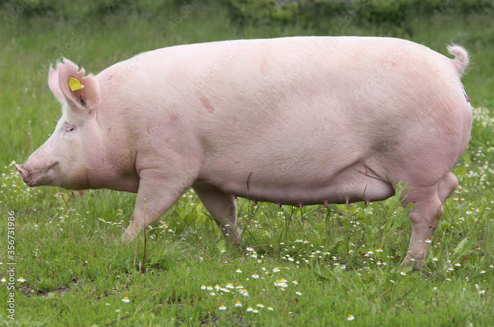 Domestic pig lives on fresh grass on meadow Domestic pig lives on fresh grass on meadow
