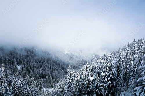 A forest of snow covered trees appearing out of the cloud layer on the mountainside of the Alps, France. Crisp cold winter's day.