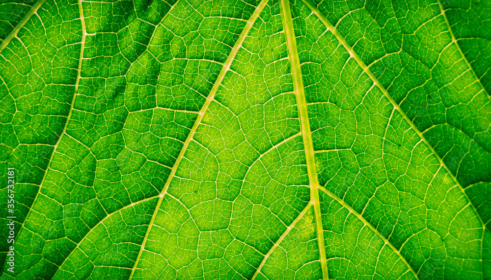 Green leaf texture. Photosynthesis. Botany. Green leaf texture. Photosynthesis. Botany.