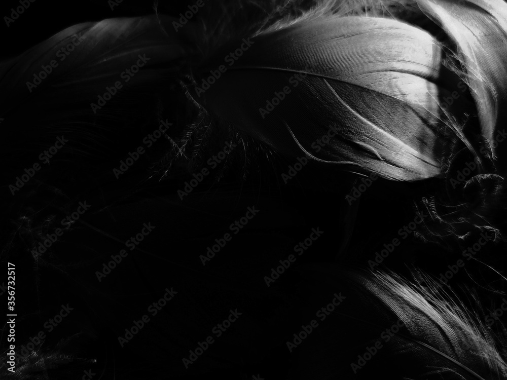 Beautiful abstract white and black feathers on white background and soft white feather texture on white pattern and dark background, gray feather background, black banners Beautiful abstract white and black feathers on white background and soft white feather texture on white pattern and dark background, gray feather background, black banners