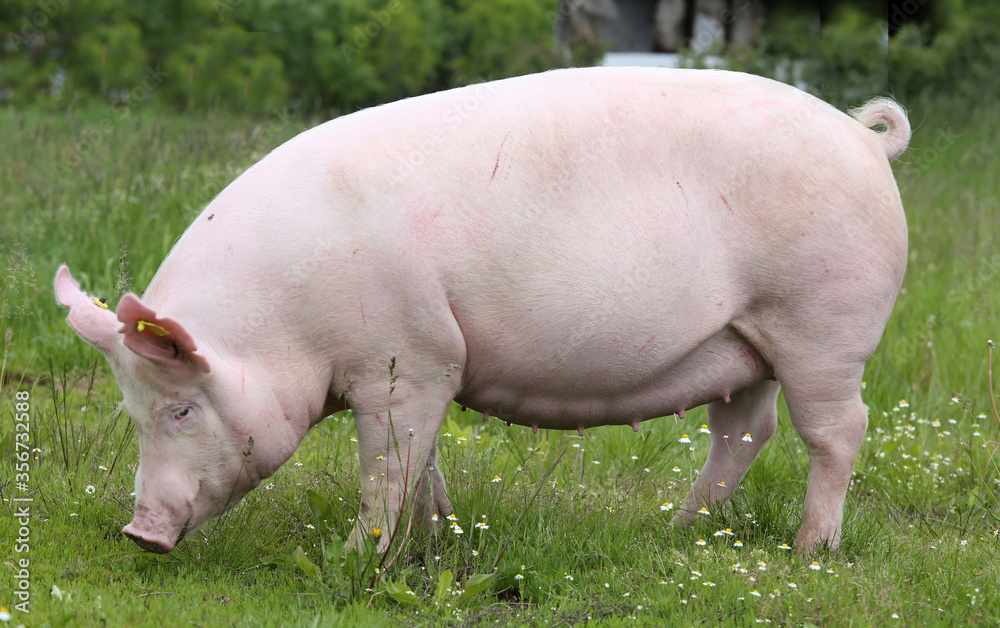 Domestic pig lives on fresh grass on meadow Domestic pig lives on fresh grass on meadow