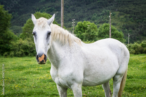 portraits of a white horse.