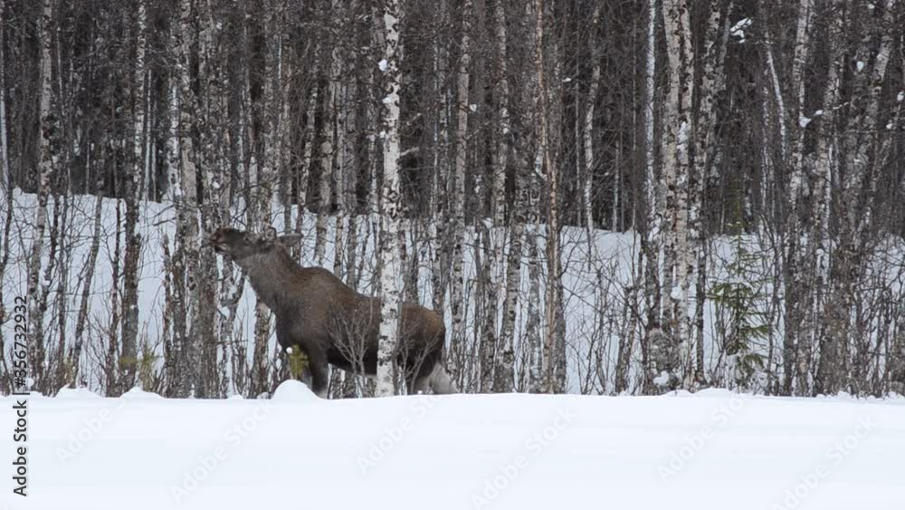 moose and calf feeding in birch tree forest in winter moose and calf feeding in birch tree forest in winter