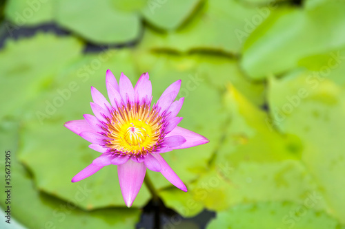 Pink waterlily on a pond