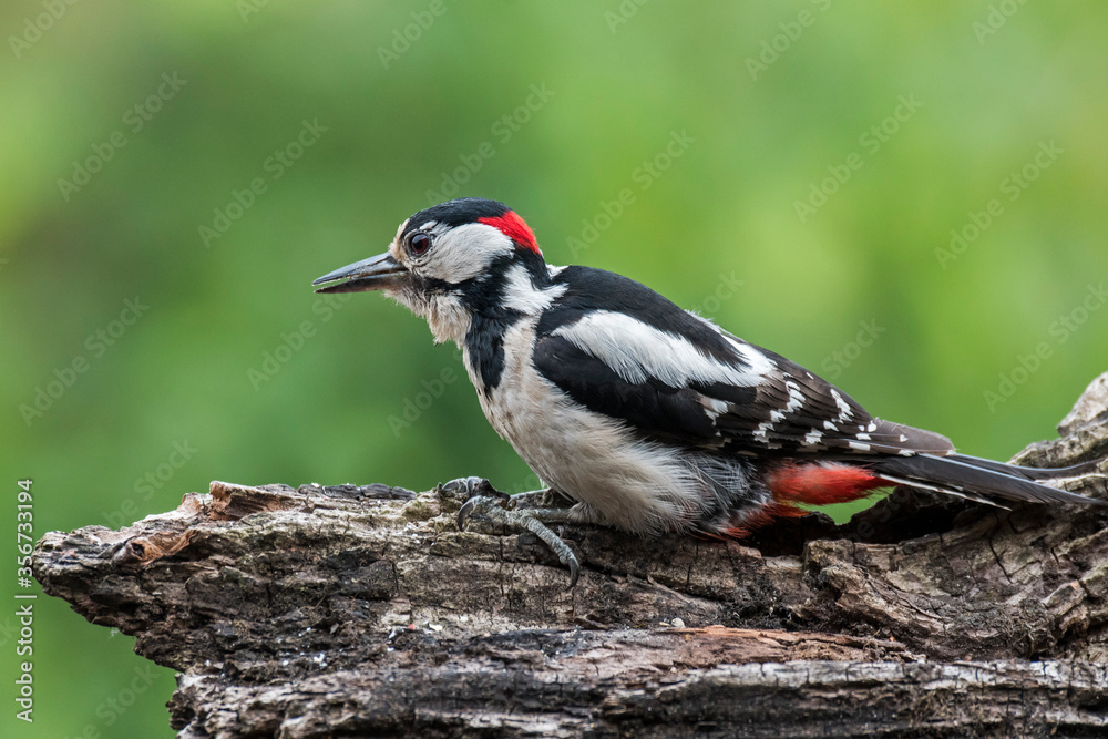 Obraz premium Great spotted woodpecker / greater spotted woodpecker (Dendrocopos major) male foraging on tree stump