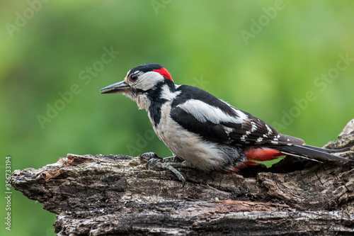 Great spotted woodpecker / greater spotted woodpecker (Dendrocopos major) male foraging on tree stump